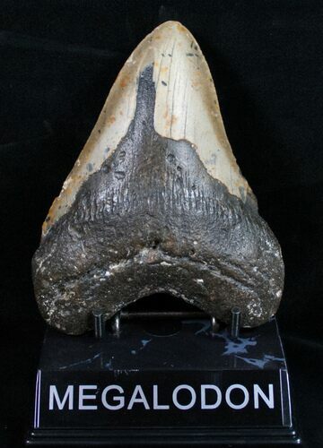 Bargain Megalodon Tooth - North Carolina #11028